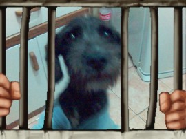doggy